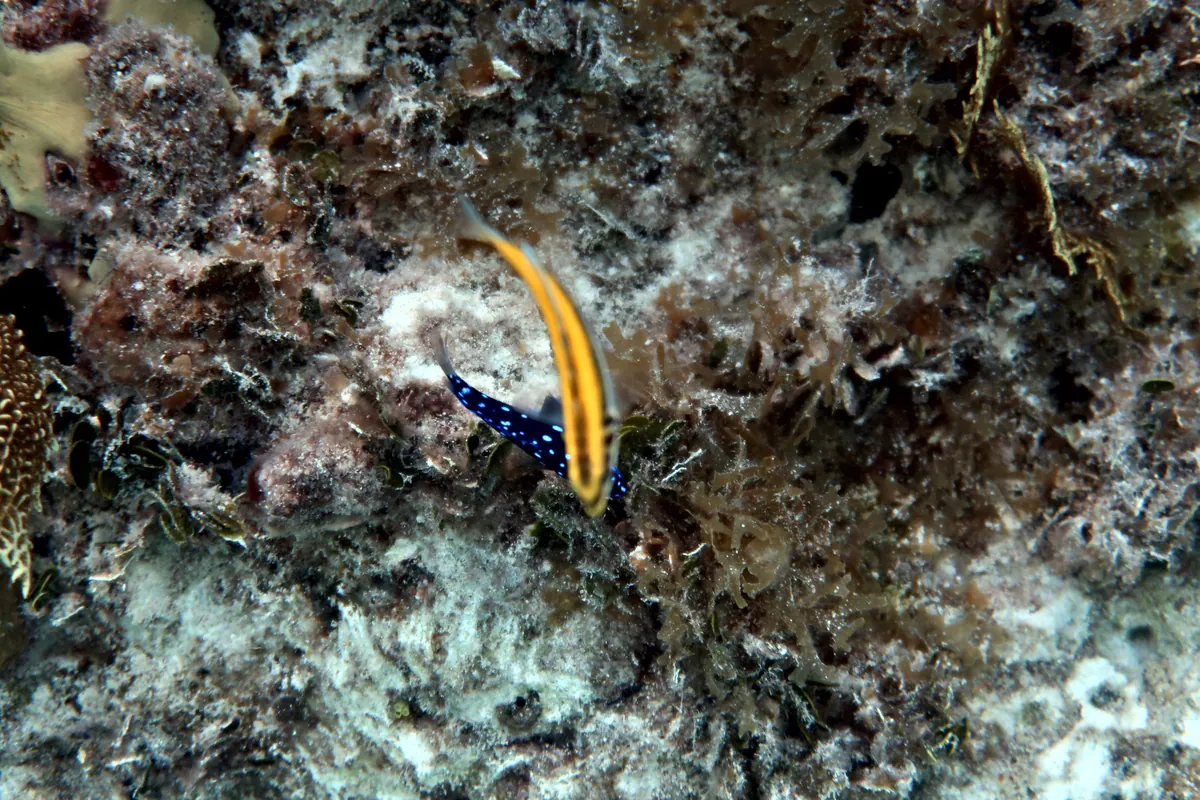 Yellowtail Damselfish