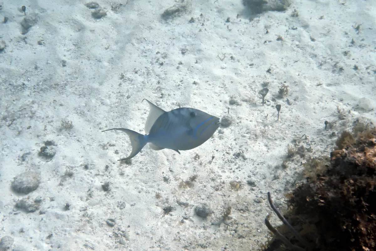 Queen Triggerfish