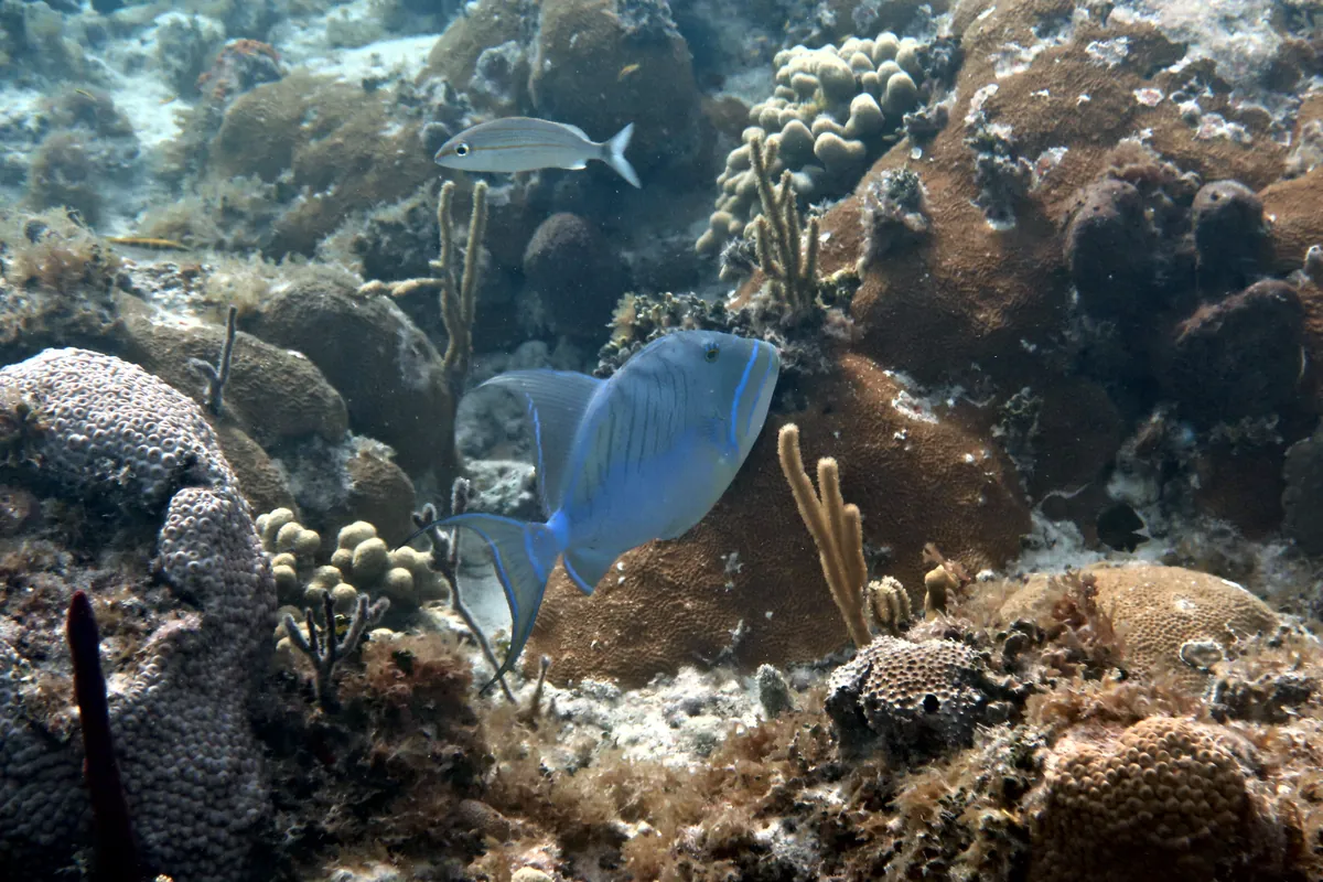 Queen Triggerfish