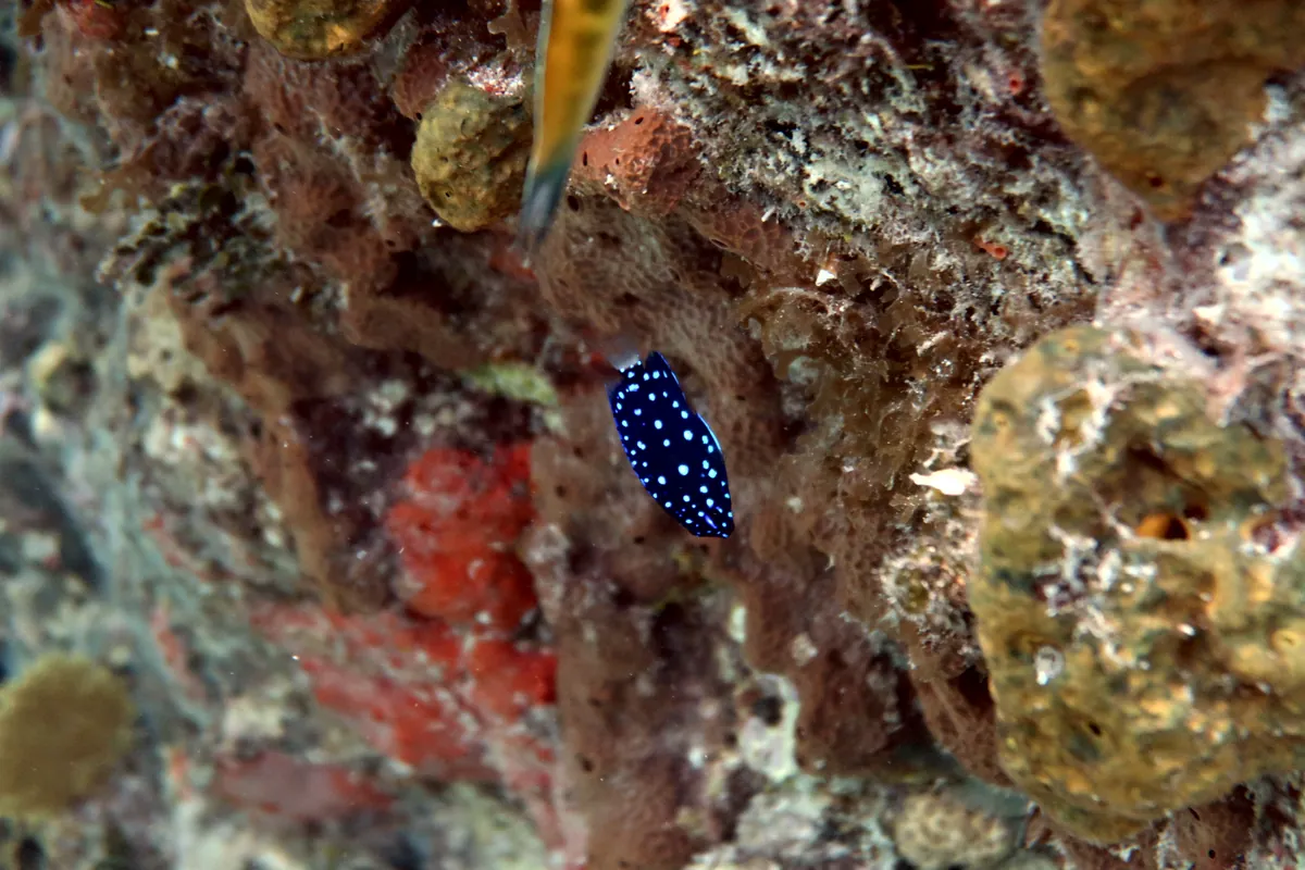 Yellowtail Damselfish