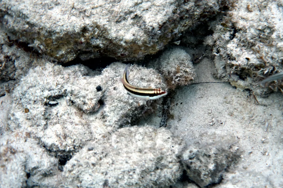Clown Wrasse