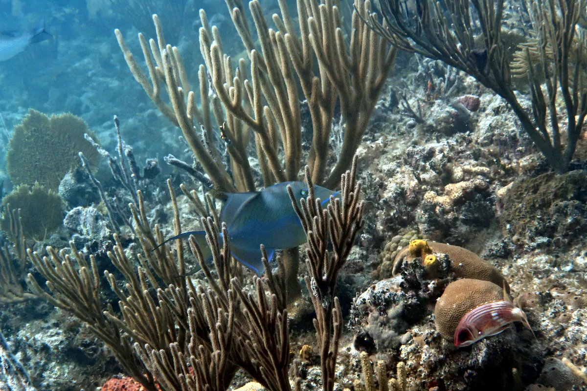 Queen Triggerfish