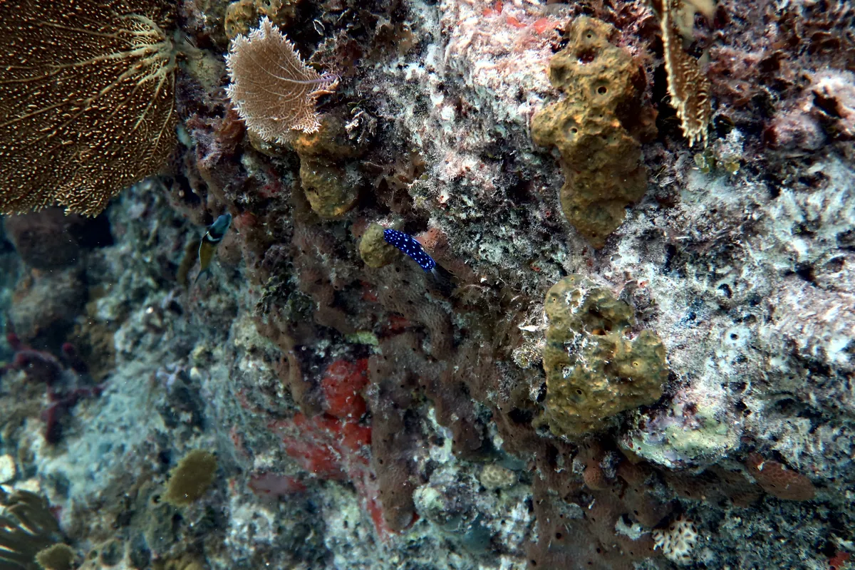Yellowtail Damselfish