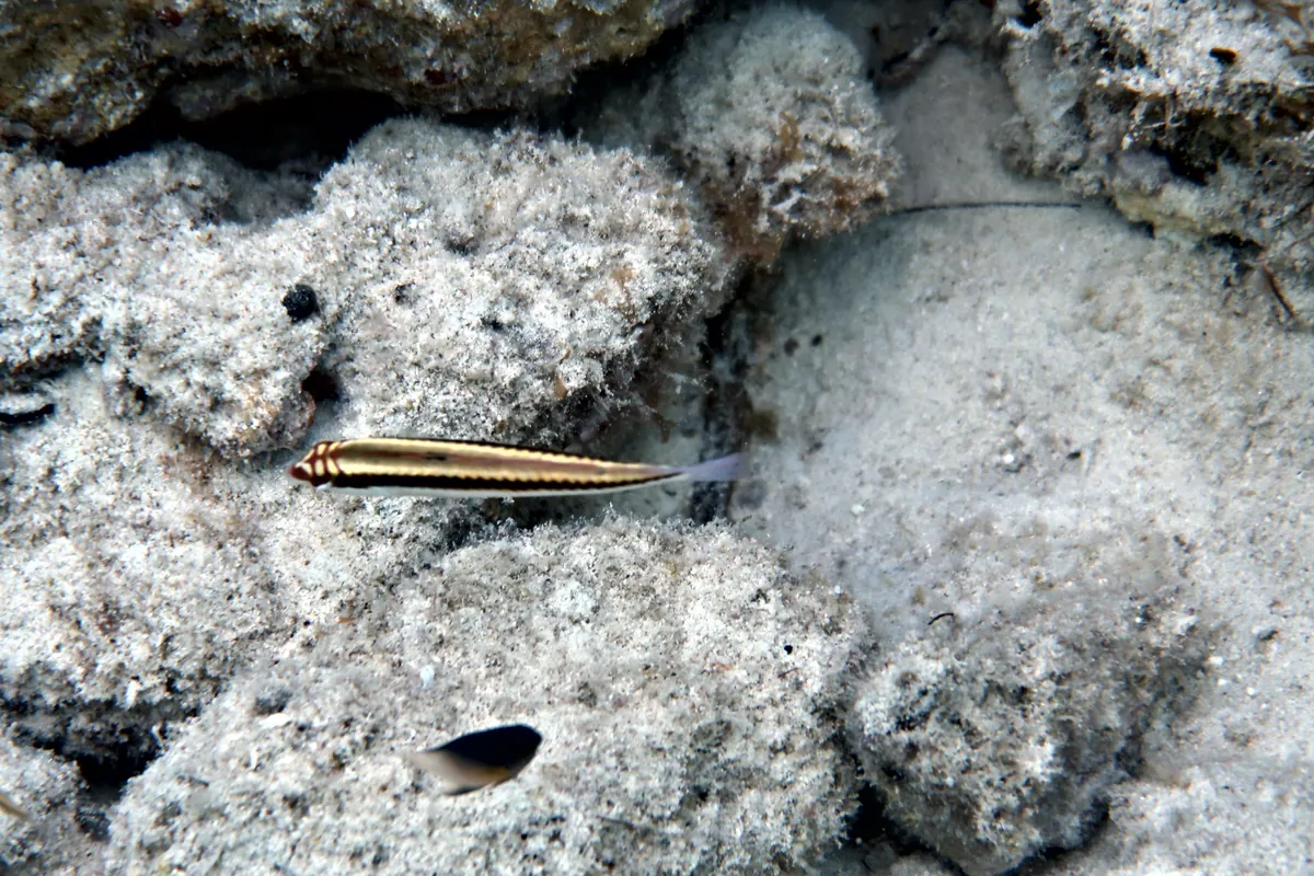 Clown Wrasse
