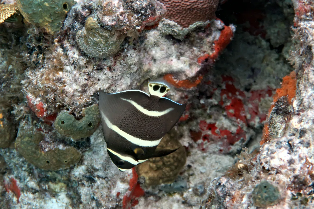 Gray Angelfish