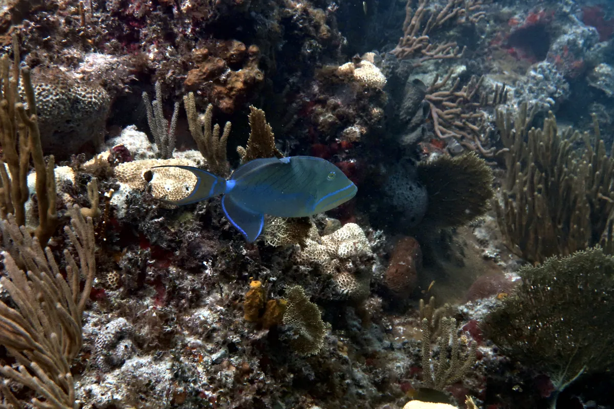 Queen Triggerfish