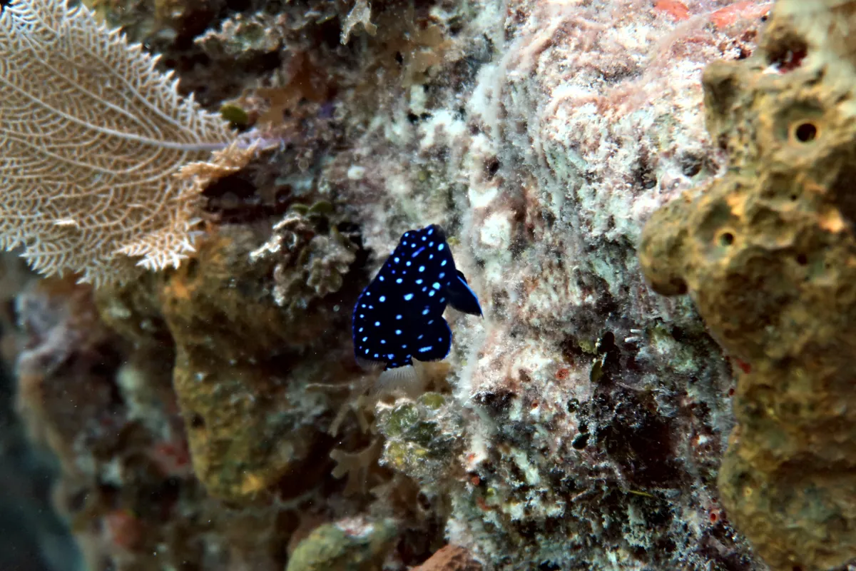 Yellowtail Damselfish