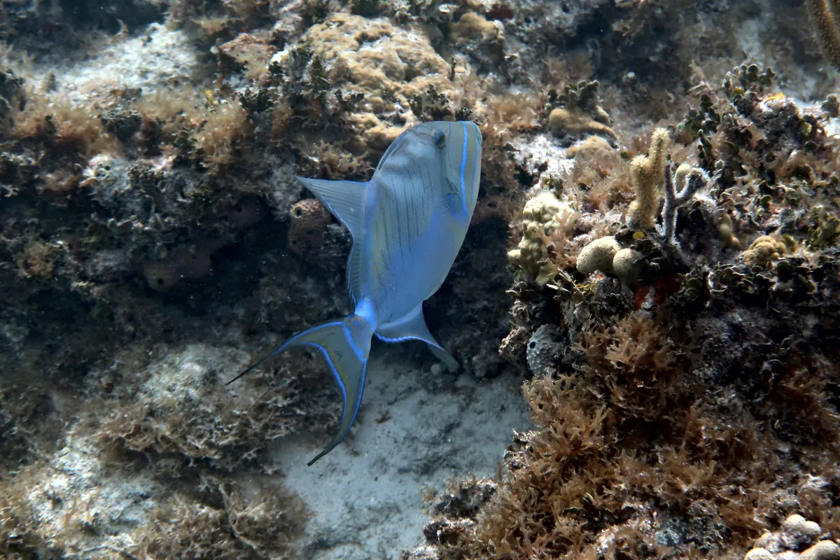 Queen Triggerfish
