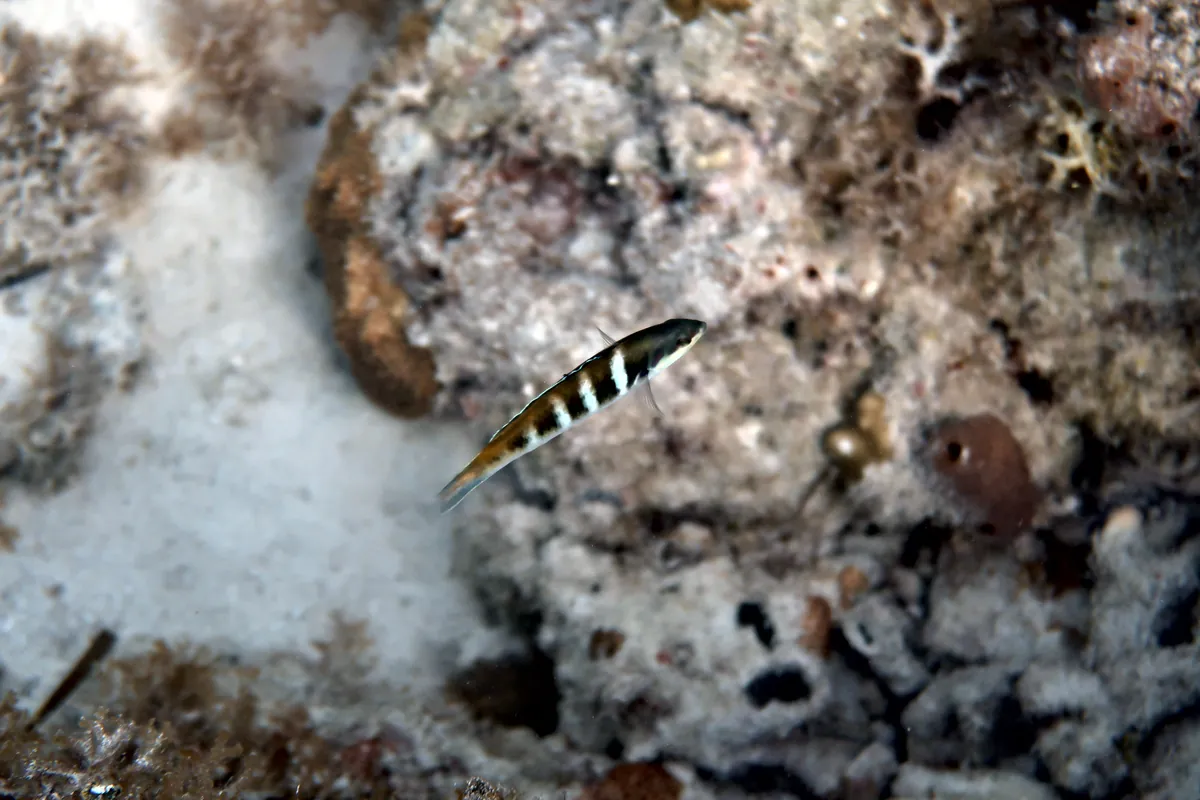 Bluehead Wrasse