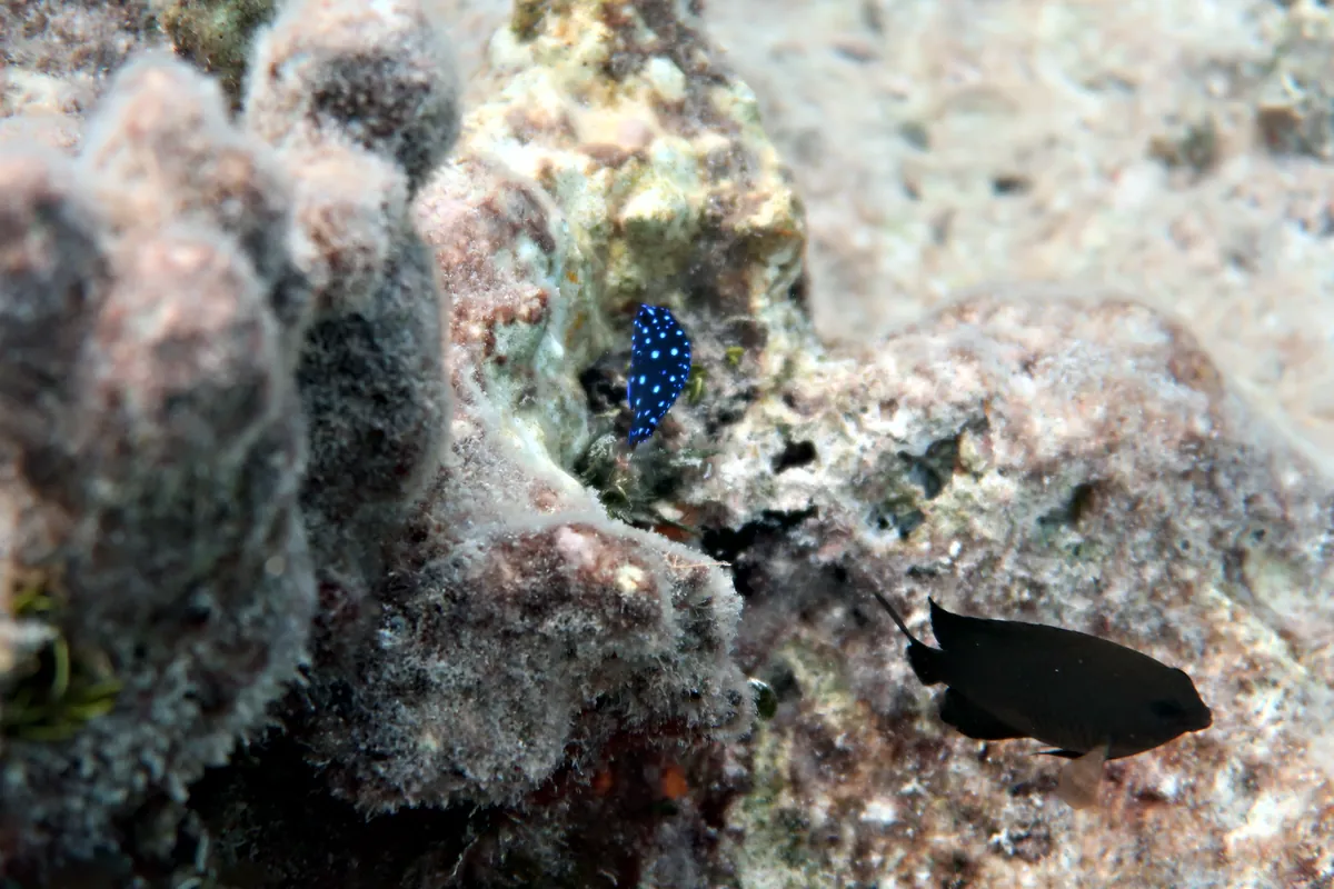 Yellowtail Damselfish