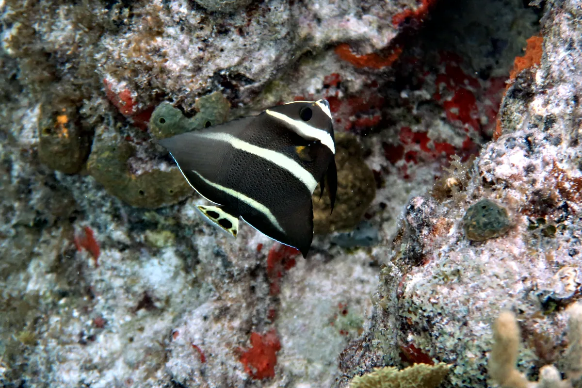 Gray Angelfish