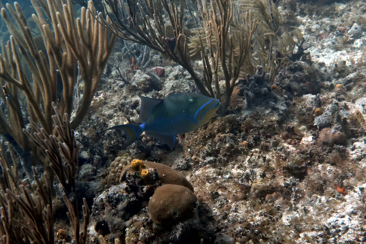 Queen Triggerfish