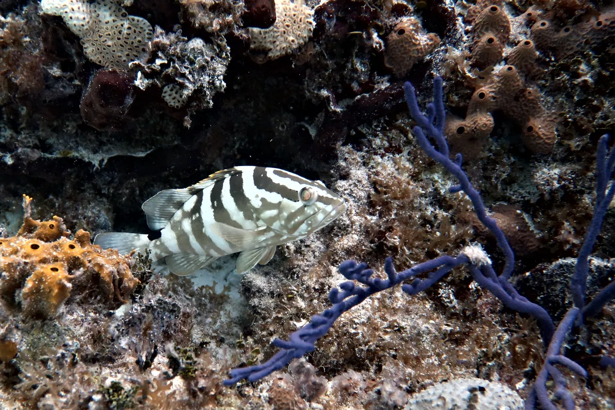 Nassau Grouper