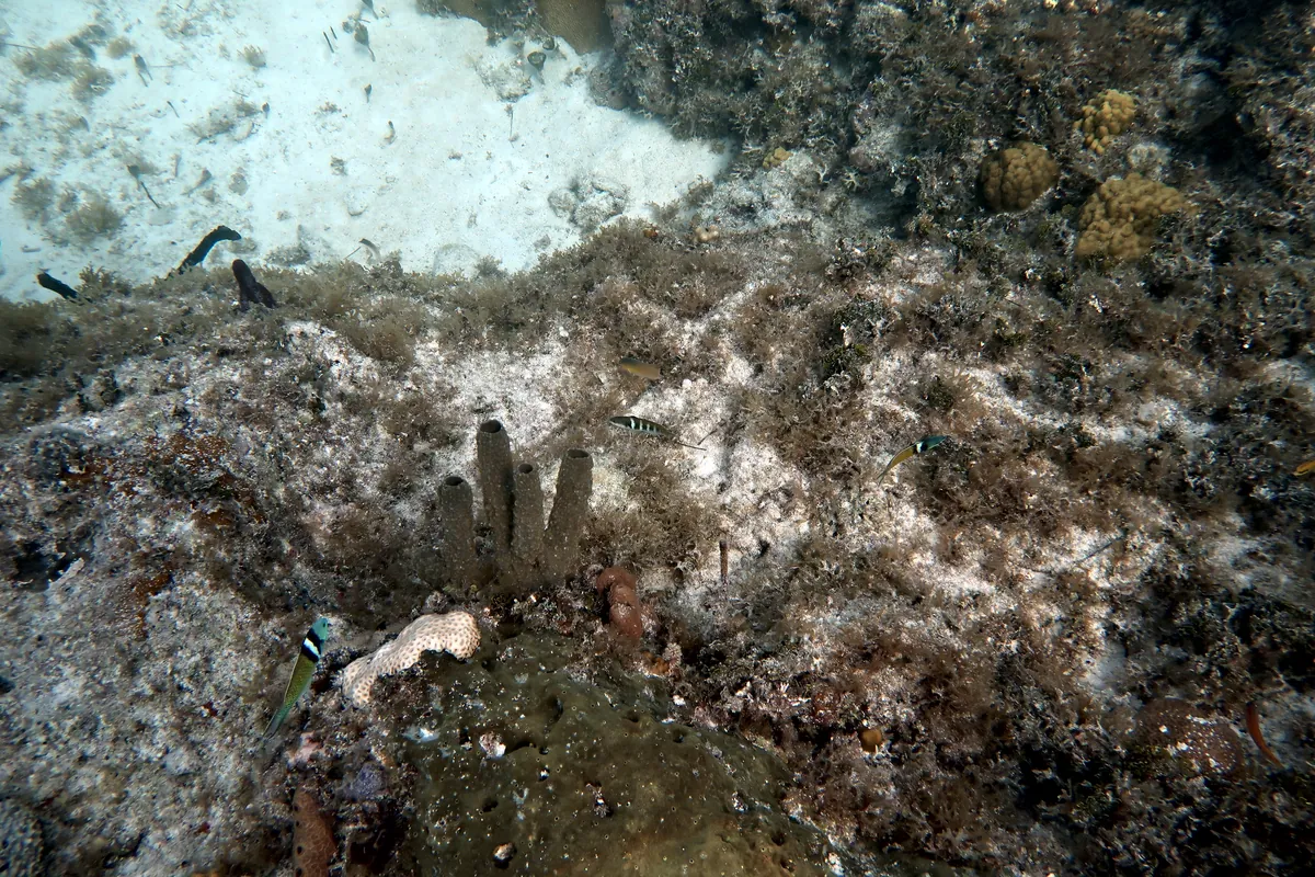 Bluehead Wrasse