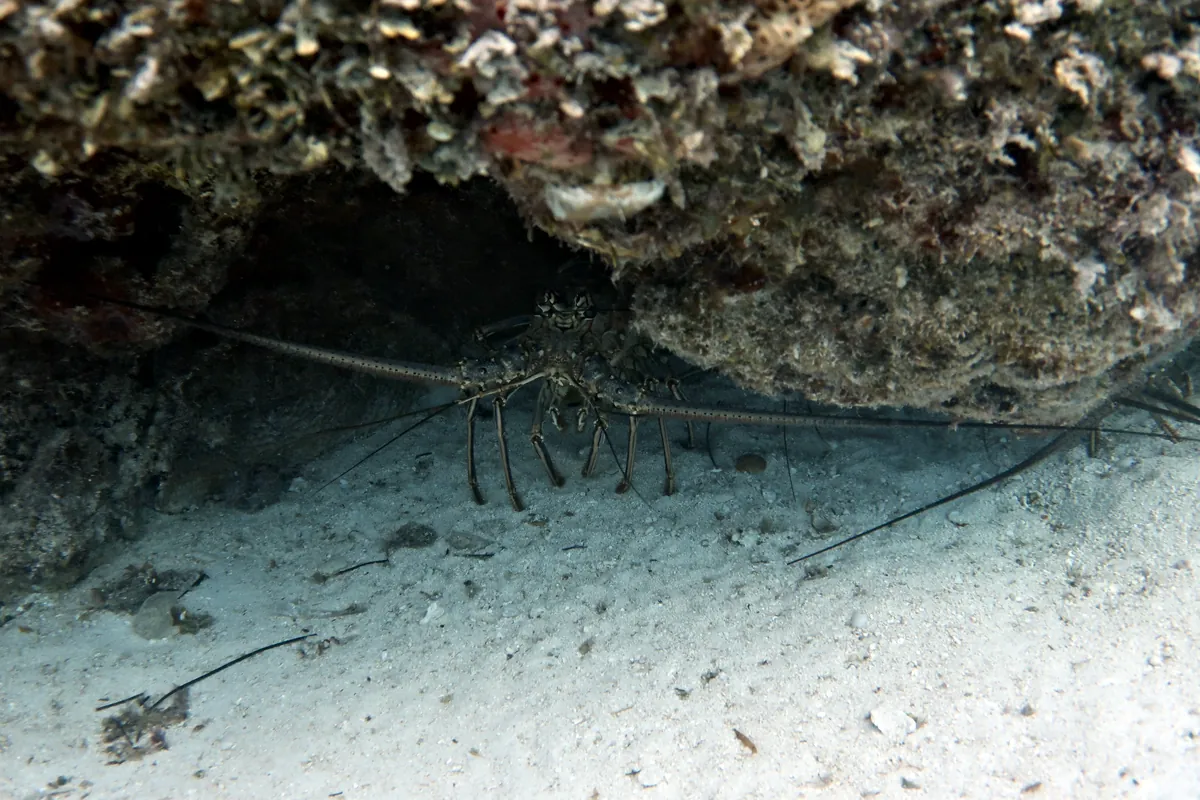 Caribbean Spiny Lobster