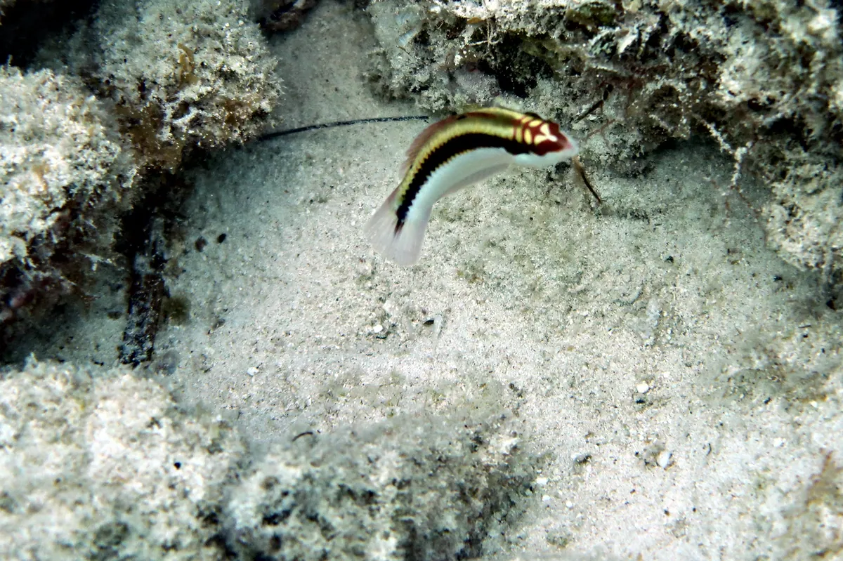 Clown Wrasse