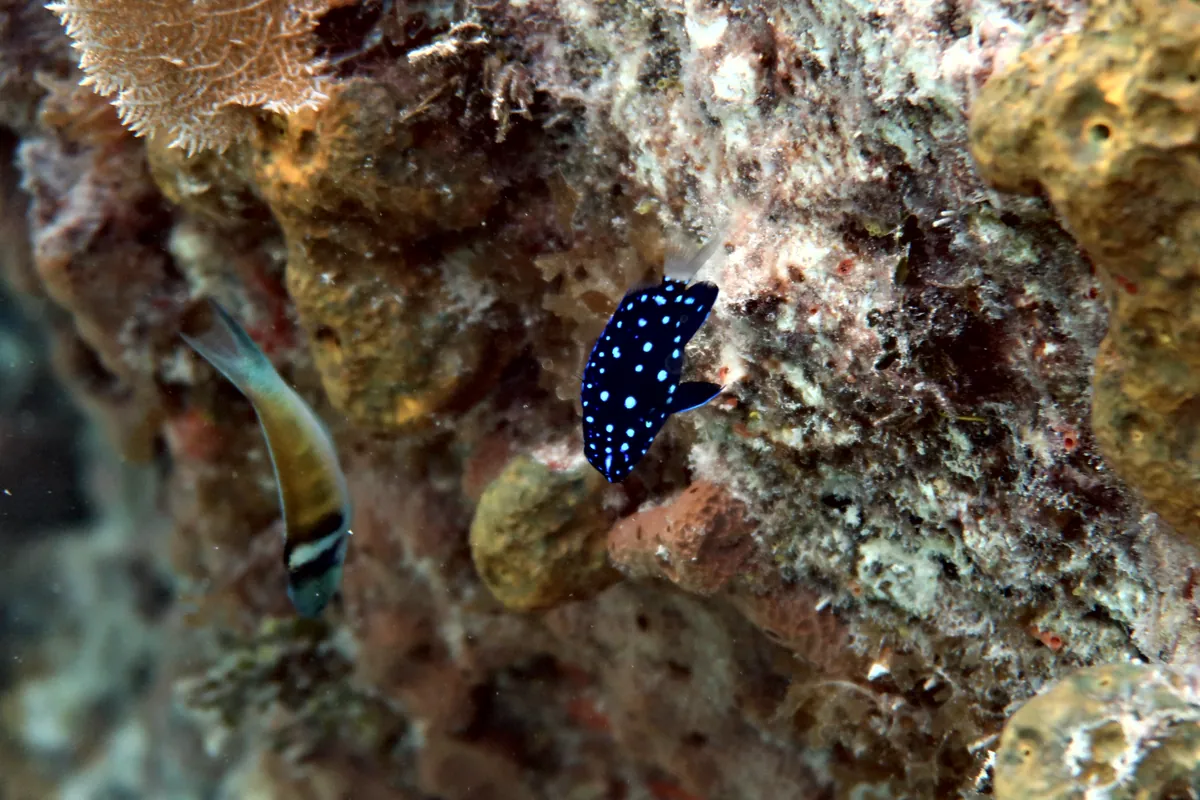 Yellowtail Damselfish