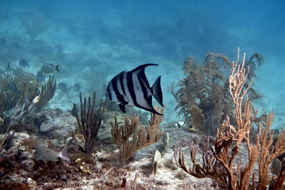 Atlantic Spadefish