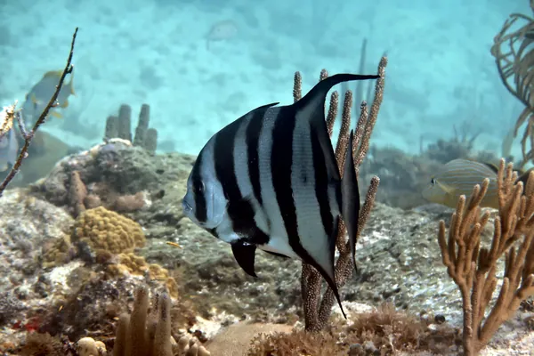 Atlantic Spadefish