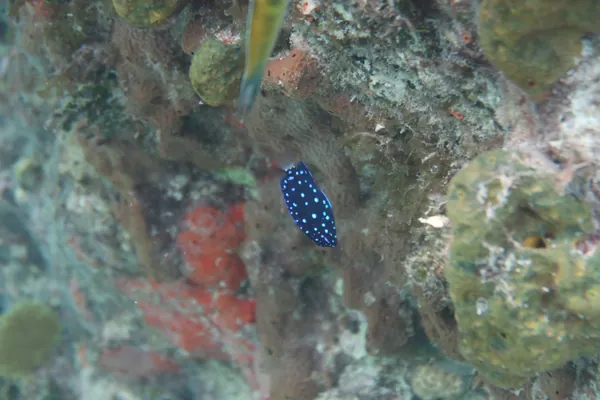 Original