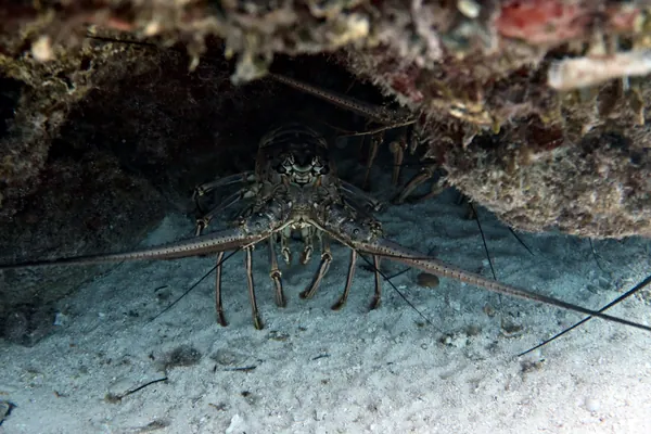 Caribbean Spiny Lobster