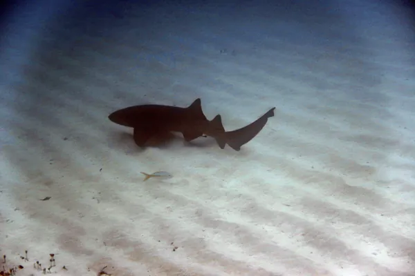 Nurse Shark