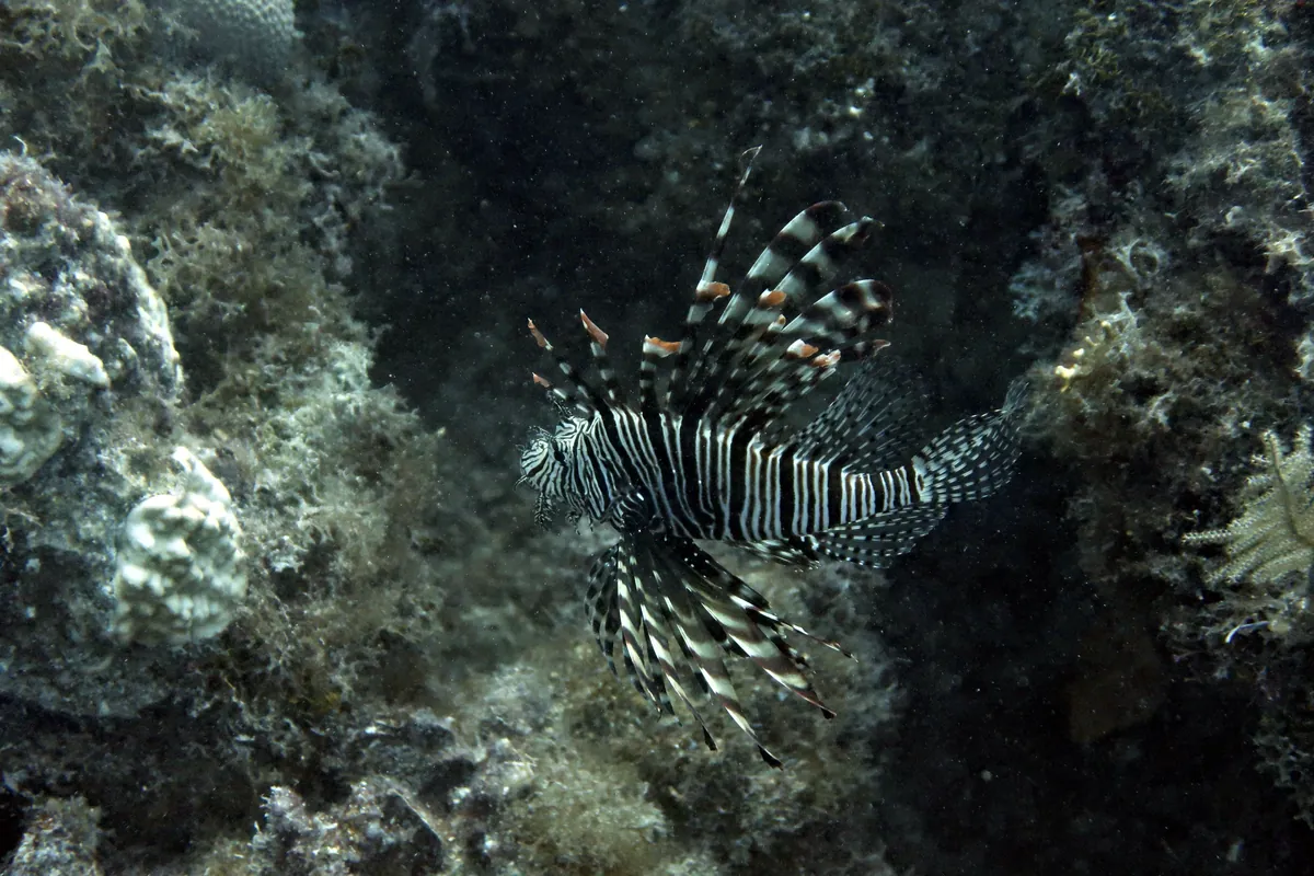 Red Lionfish