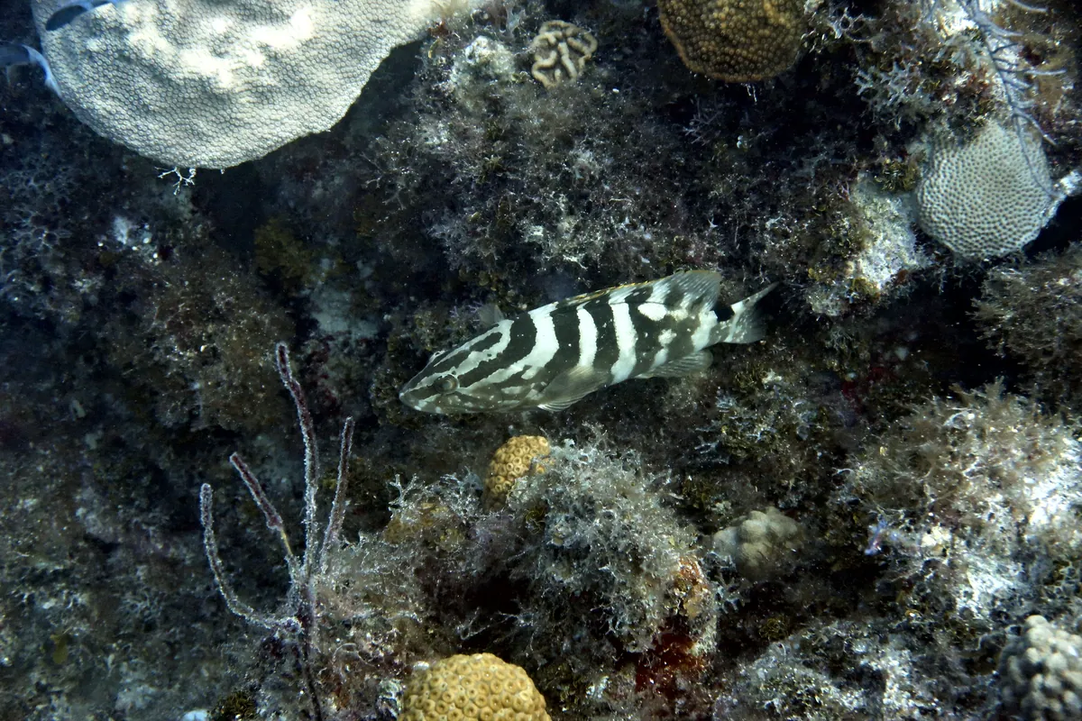 Nassau Grouper