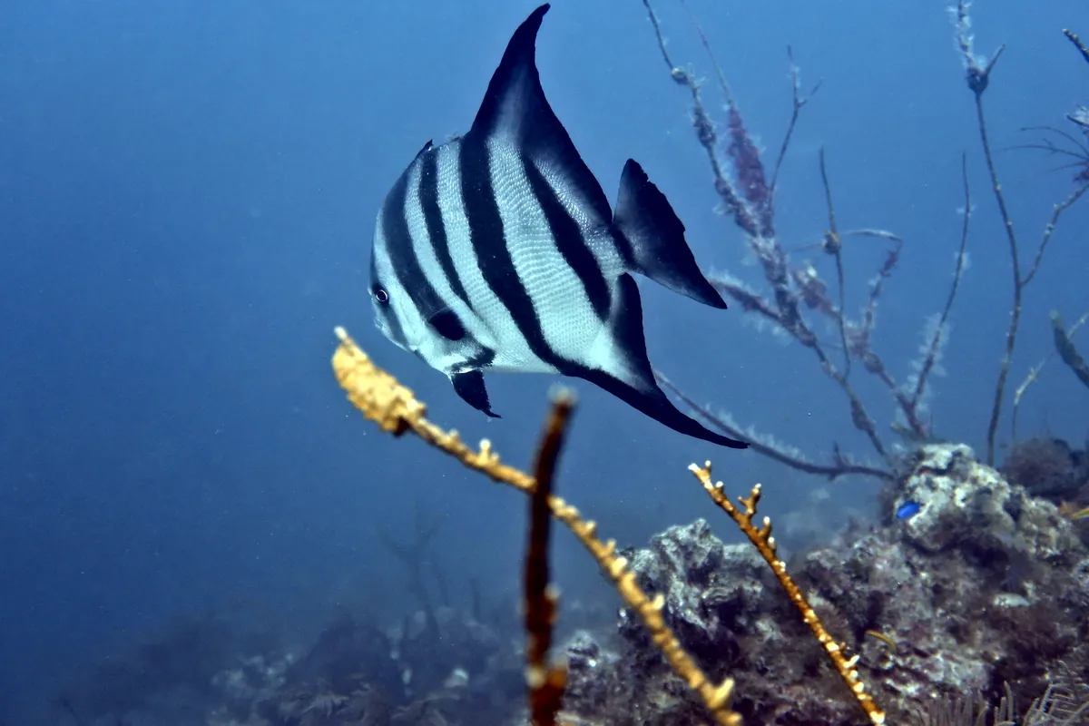 Atlantic Spadefish