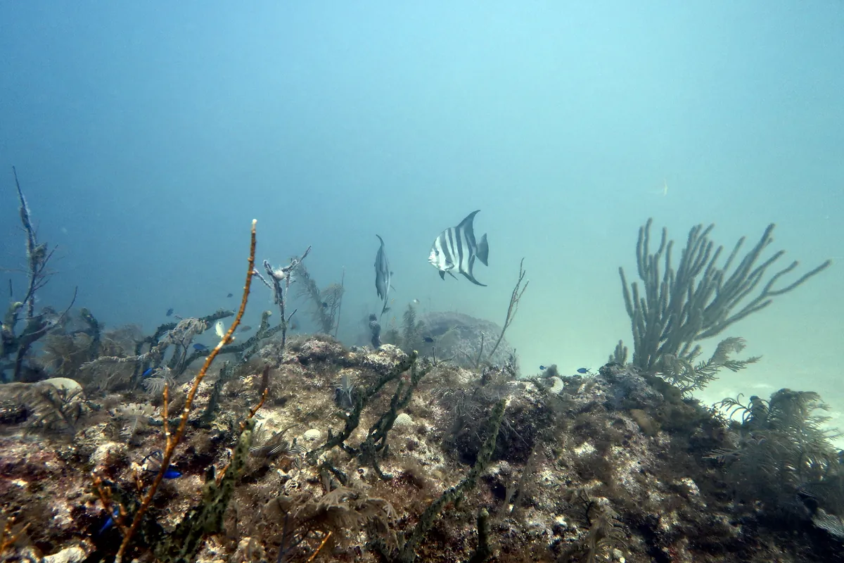Atlantic Spadefish