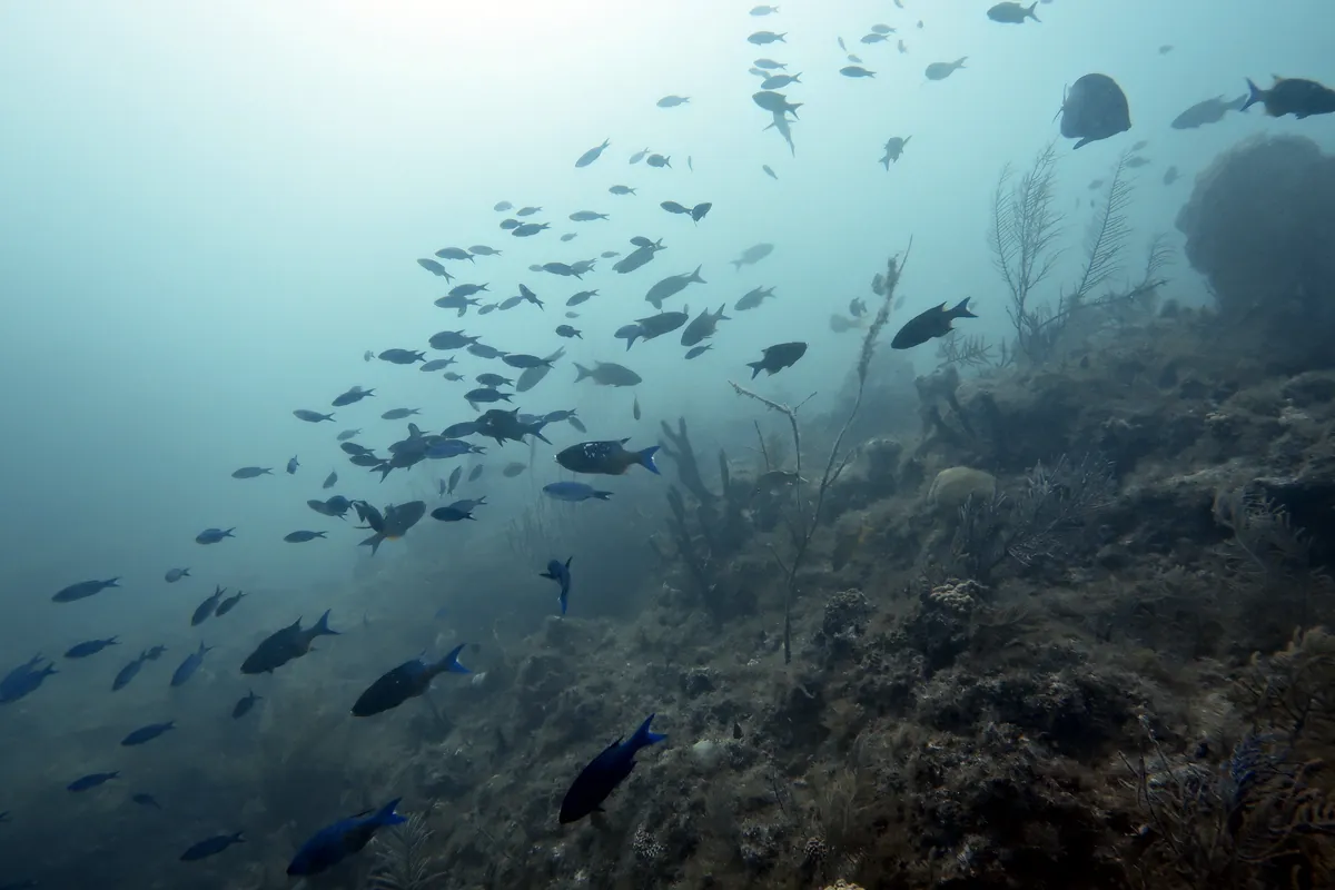 Creole Wrasse