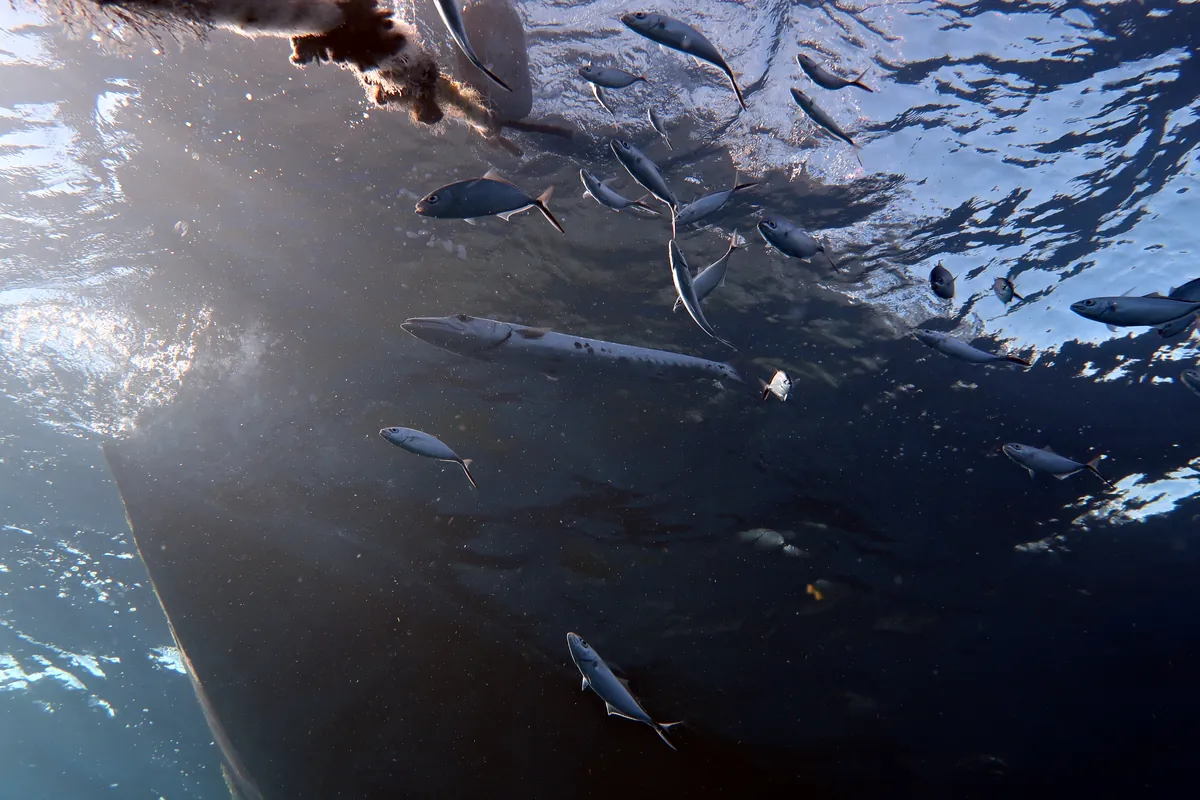 Great Barracuda