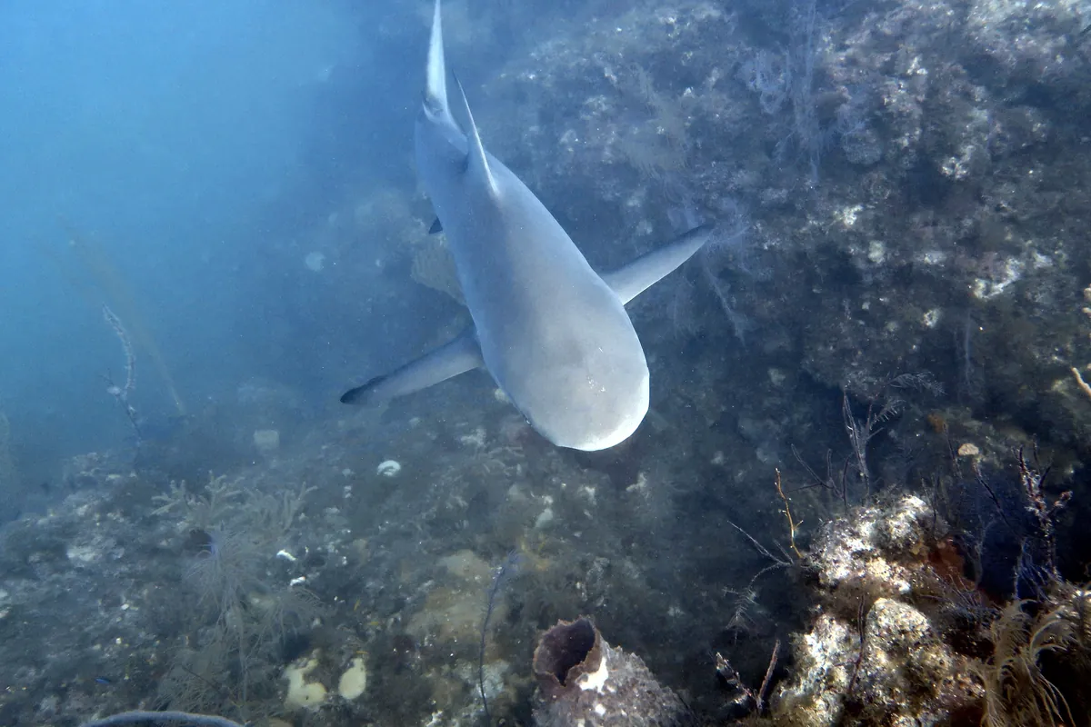 Caribbean Reef Shark