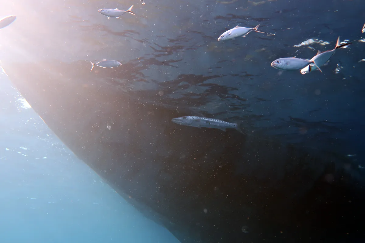 Great Barracuda