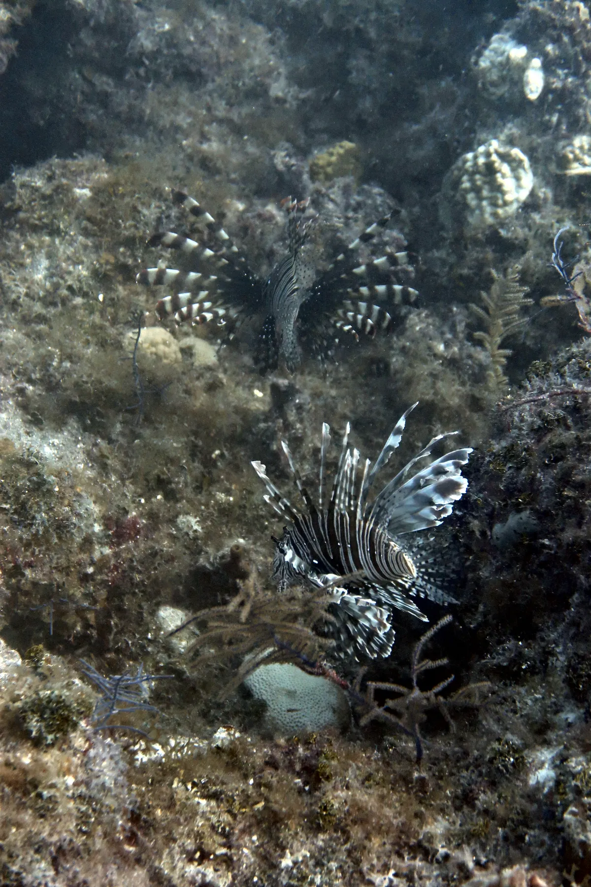 Red Lionfish