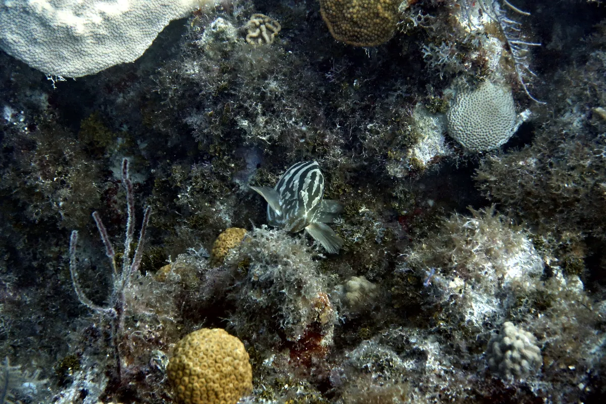 Nassau Grouper