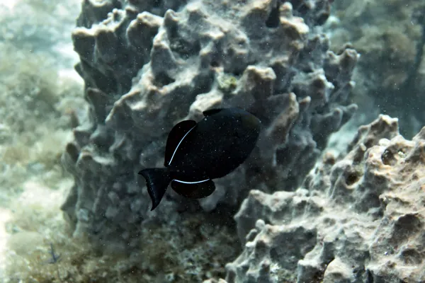 Black Durgon