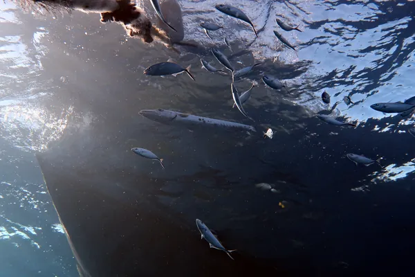 Great Barracuda