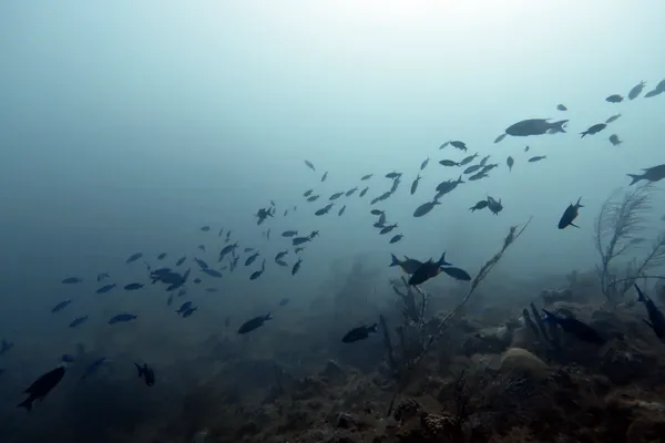 Creole Wrasse