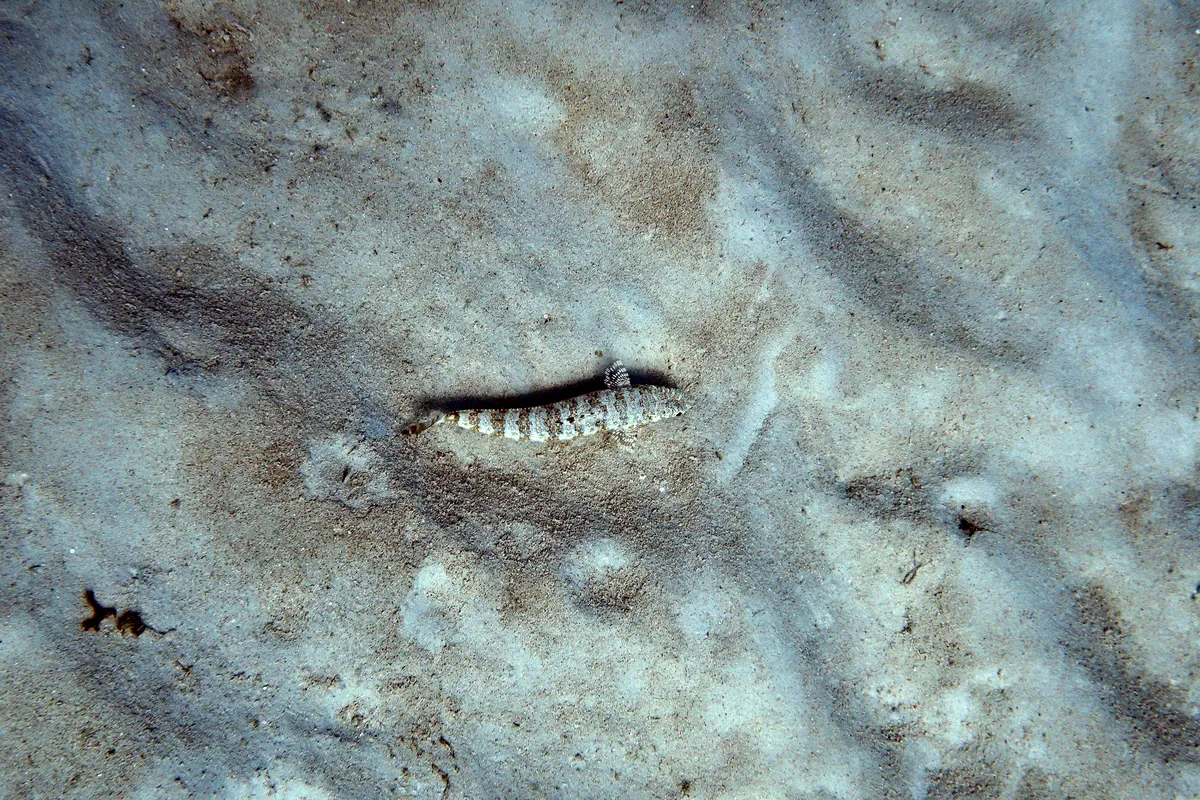 Sand Diver