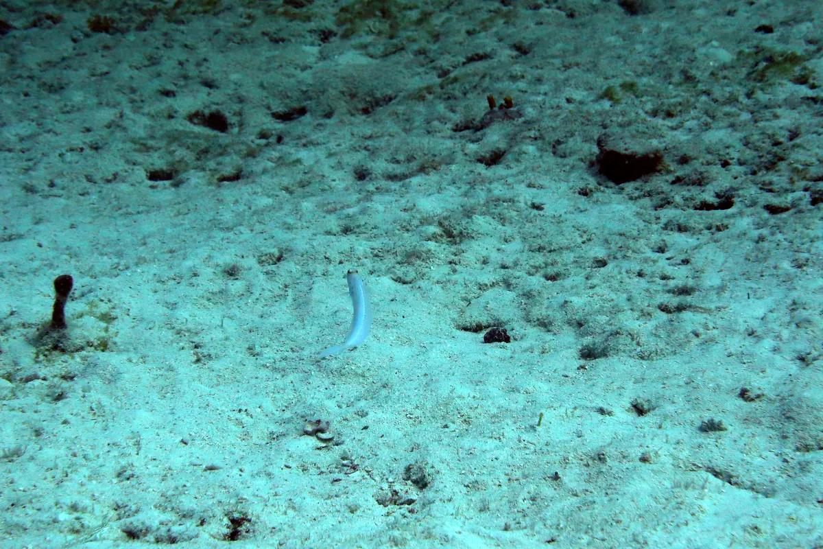 Yellowhead Jawfish