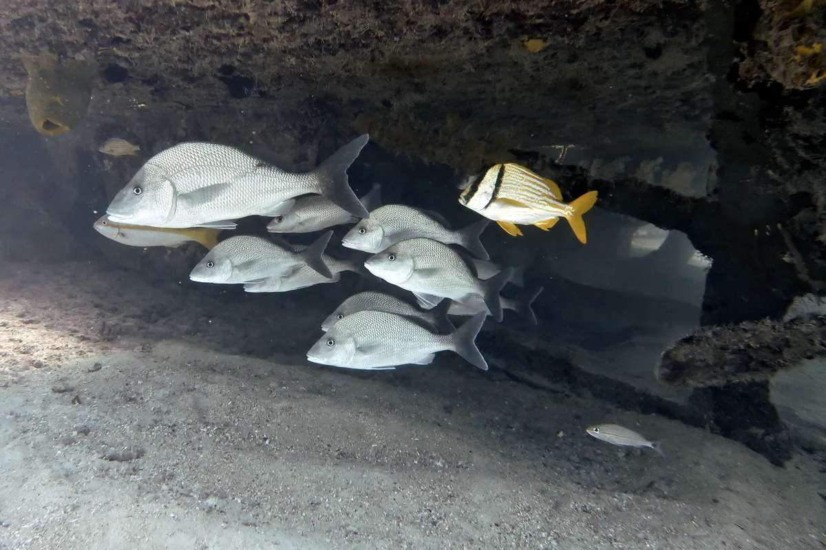 Porkfish