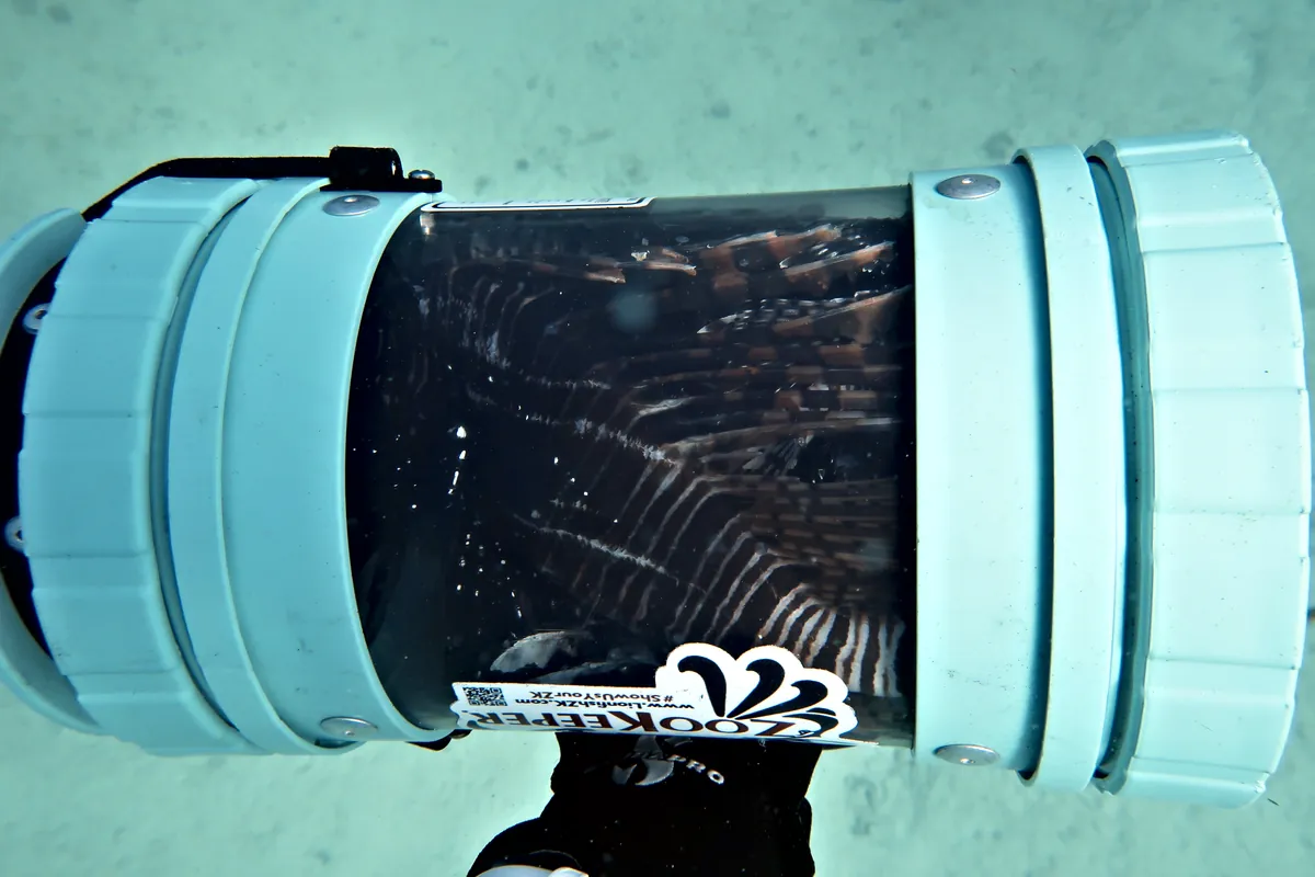 Red Lionfish