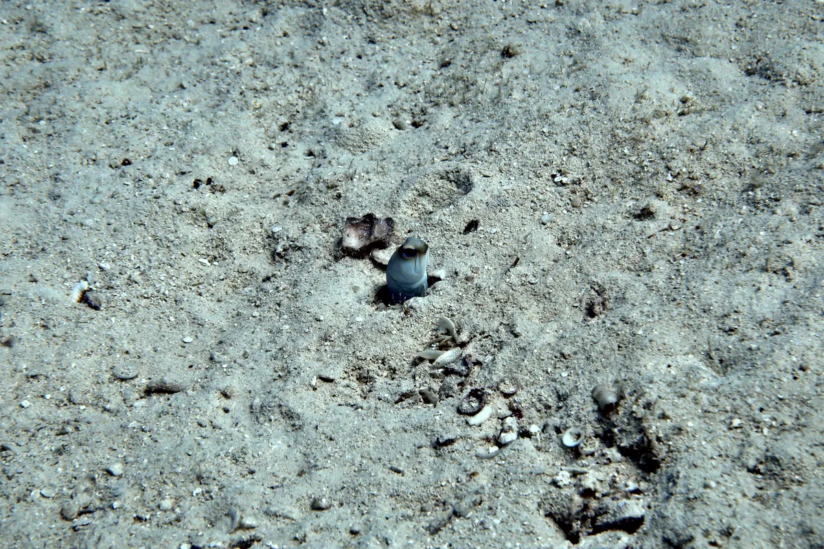 Yellowhead Jawfish