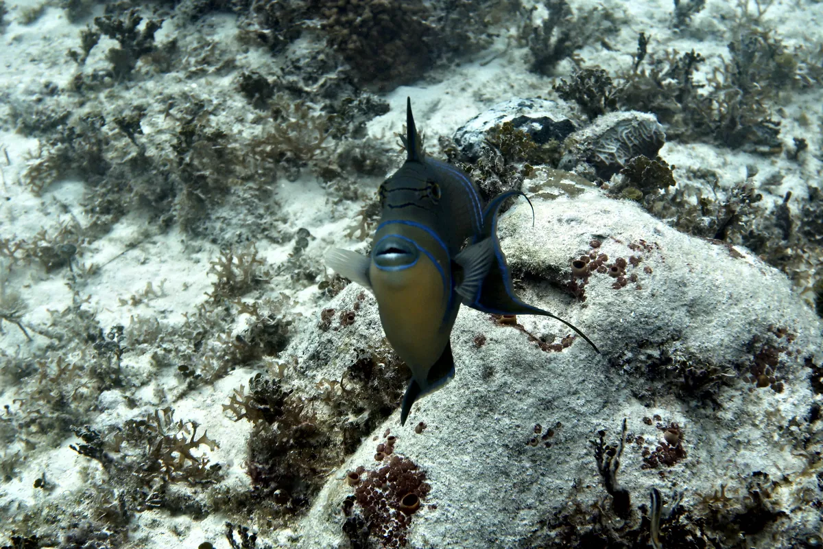Queen Triggerfish