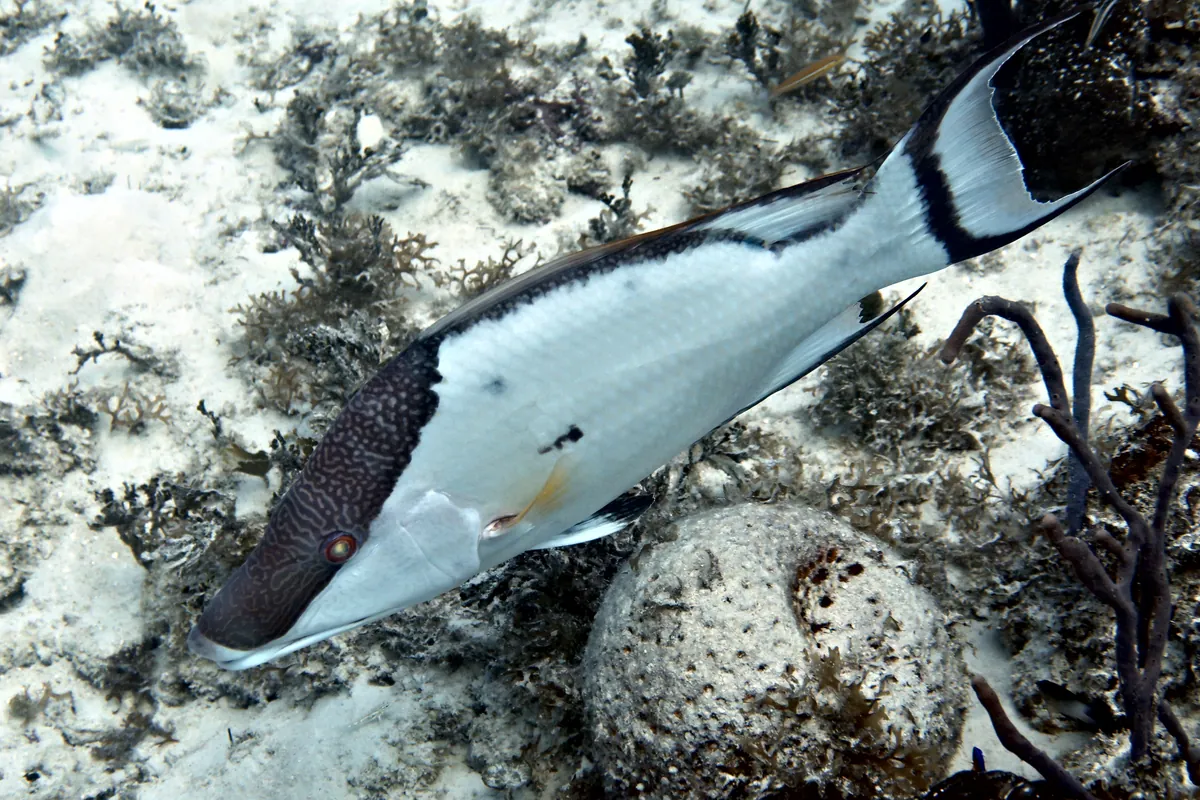 Hogfish