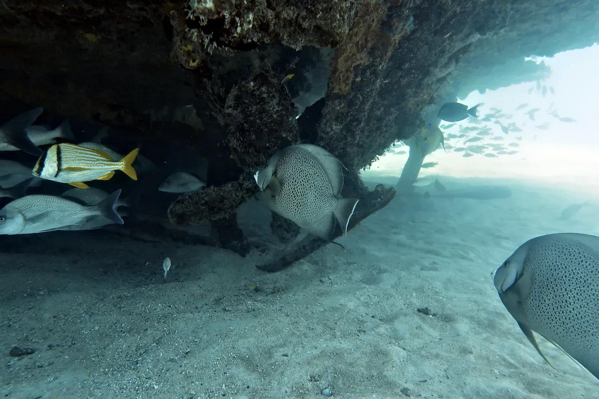 Gray Angelfish