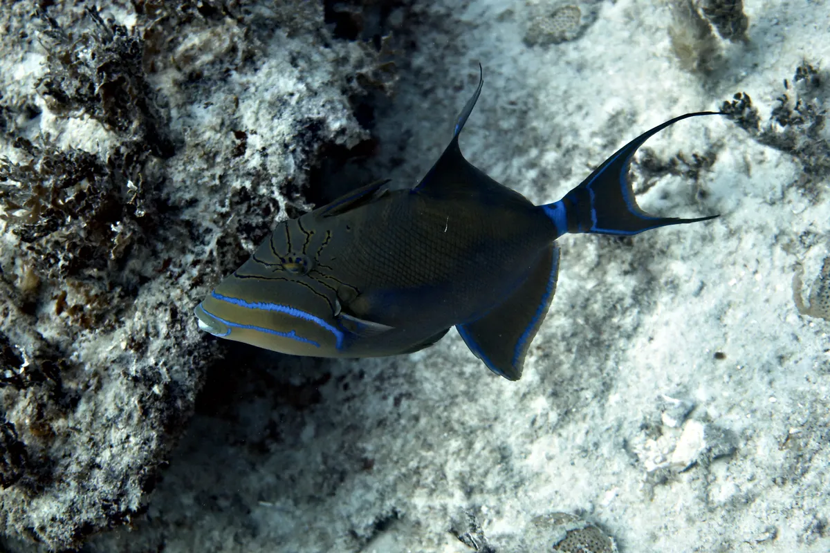 Queen Triggerfish