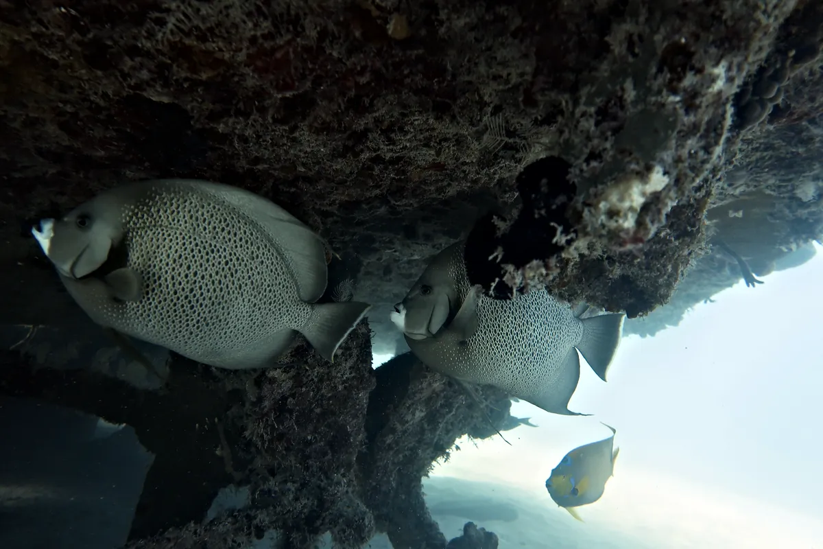 Gray Angelfish