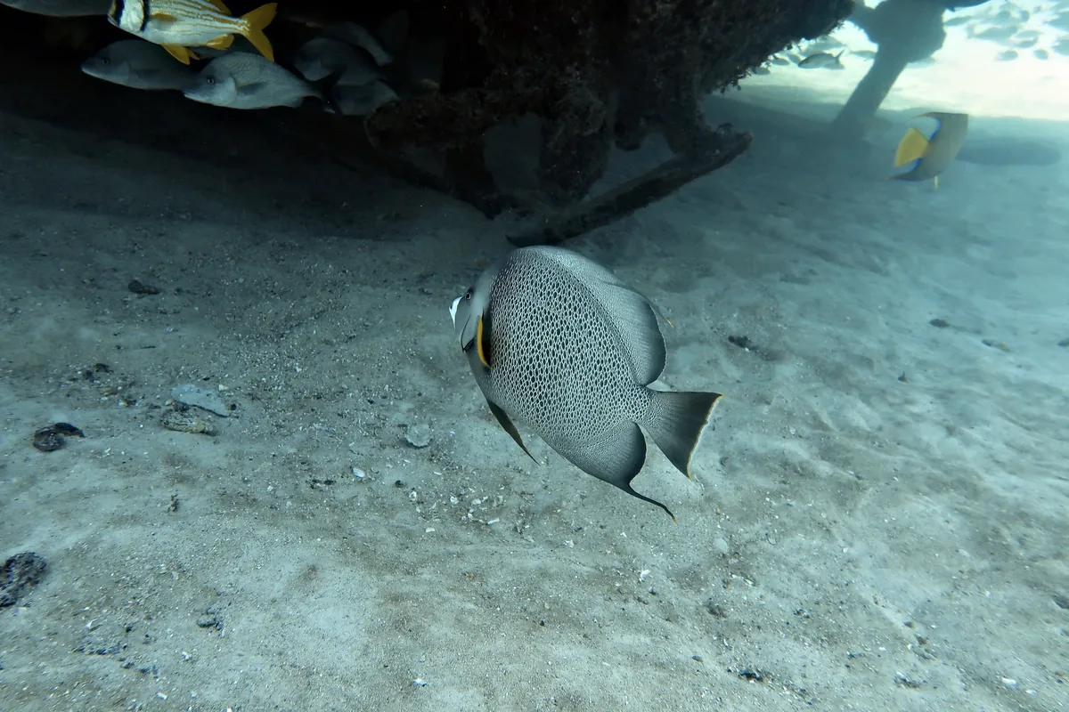 Gray Angelfish